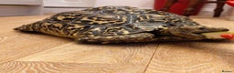 Tortoise reptiles for sale: LEOPARD Tortoise - male.  - Advert 7