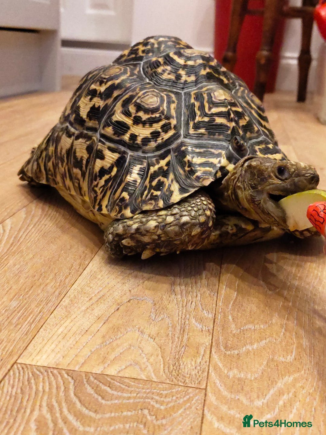 Tortoise reptiles for sale: LEOPARD Tortoise - male.  - Advert 7