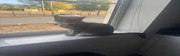 Mixed Breed cats for sale: Beautiful Silver & Black Tabby Cat - Advert 6