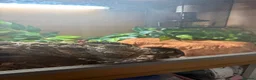 Python Snake reptiles for sale: Ball Python in Harlow - Advert 6