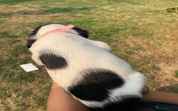 English Springer Spaniel dogs for sale: English Springer Spaniel Puppies - Image 25