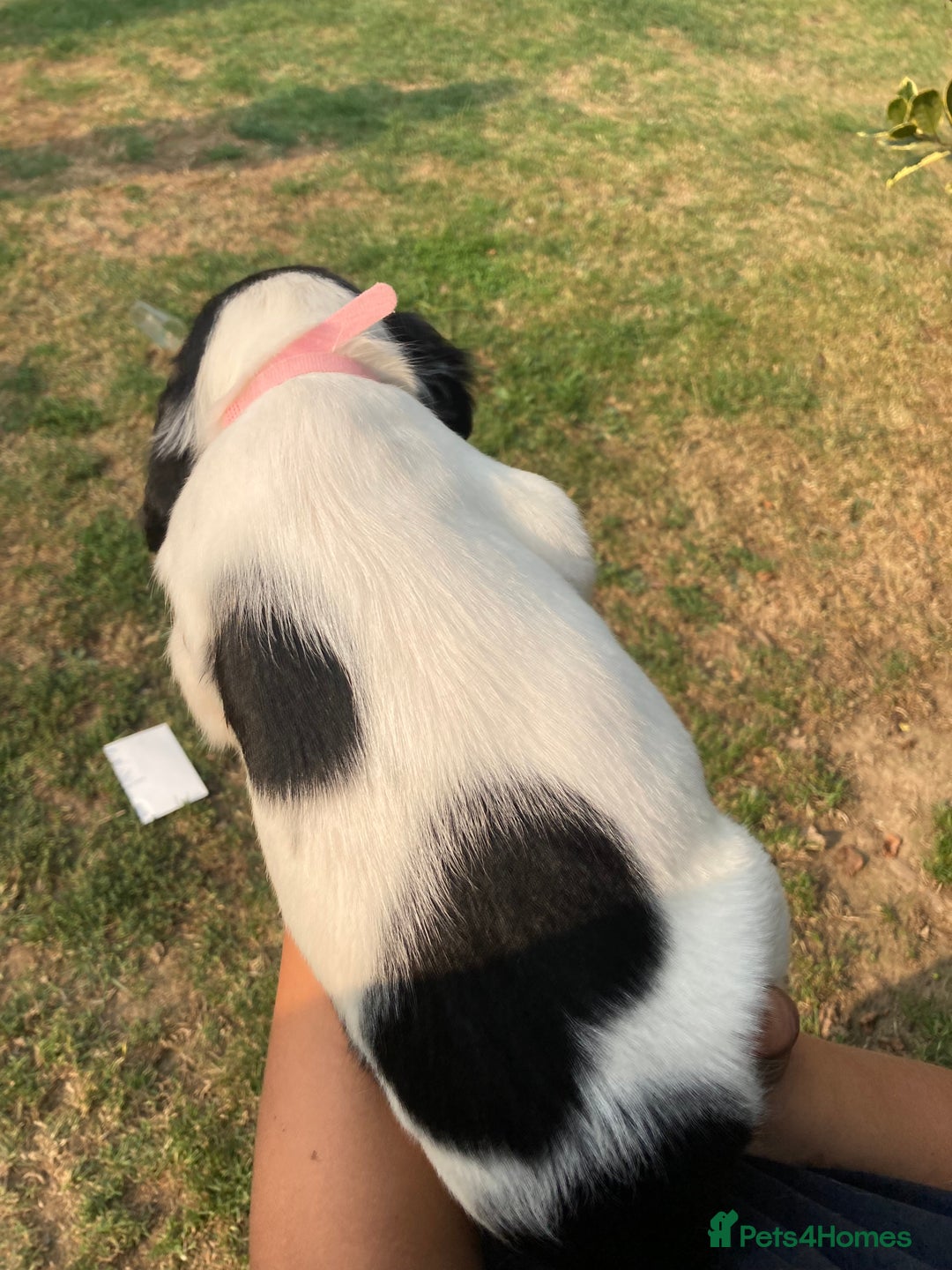 English Springer Spaniel dogs for sale: English Springer Spaniel Puppies - Image 25