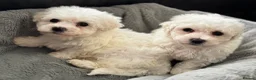 Bichon Frise dogs for sale: Pure Bichon Frise Puppies - Advert 13