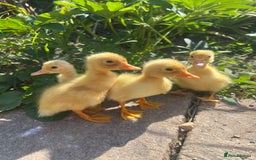 Ducks poultry for sale: Day Old Aylesbury Ducklings  - Image 3