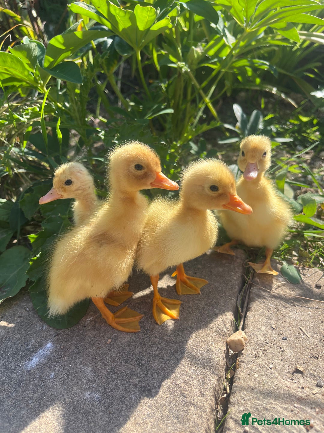 Ducks poultry for sale: Day Old Aylesbury Ducklings  - Image 3