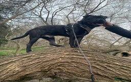 Mixed Breed dogs for stud: STAFFORDSHIRE BULL TERRIER MIX FOR STUD - Image 20