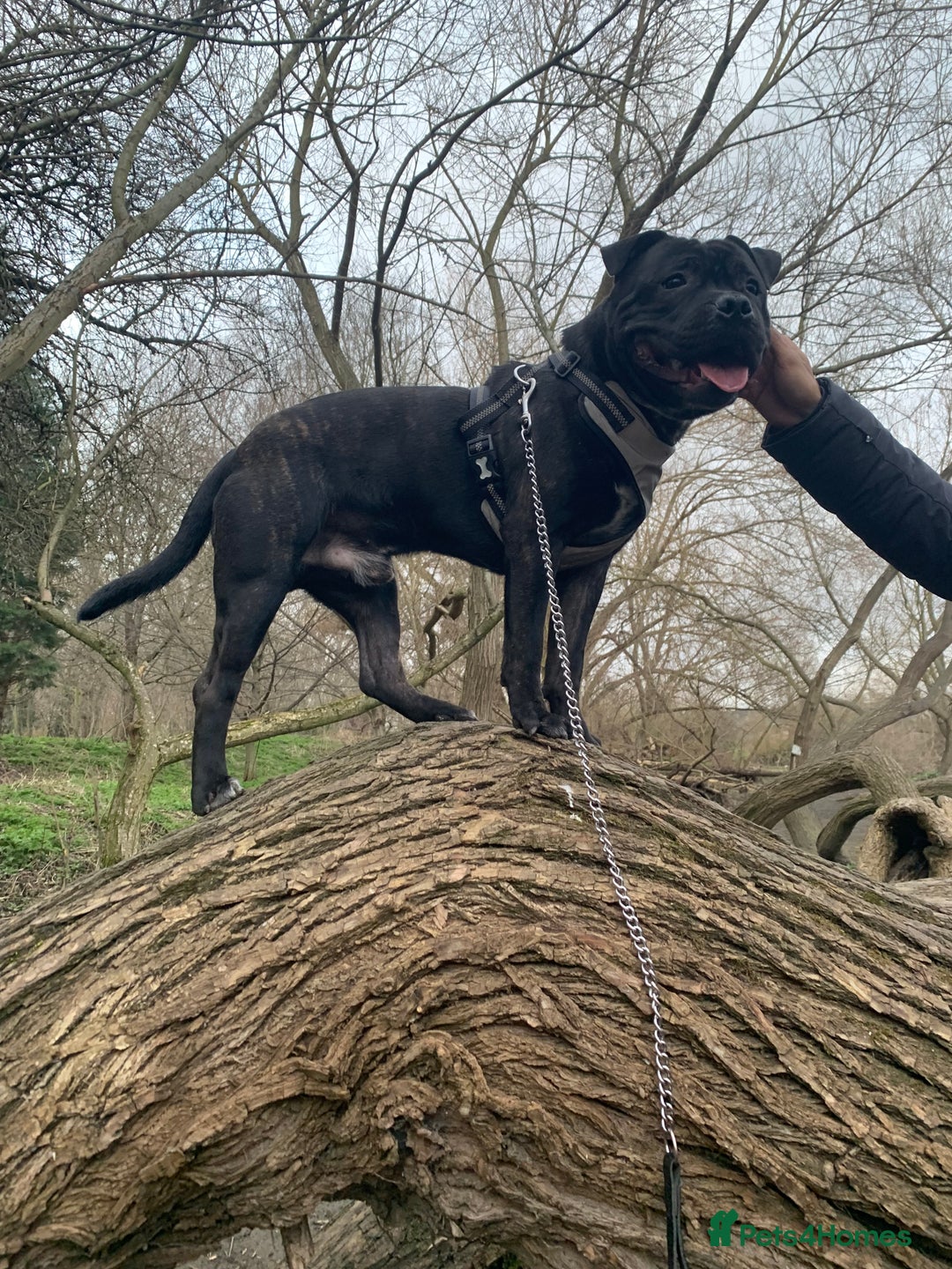 Mixed Breed dogs for stud: STAFFORDSHIRE BULL TERRIER MIX FOR STUD - Image 20