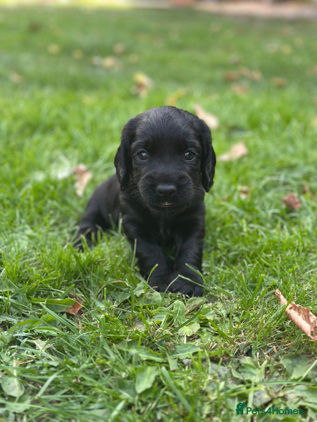 Cocker Spaniel dogs for sale: Cocker Spaniel Puppies looking for the best homes - Image 39