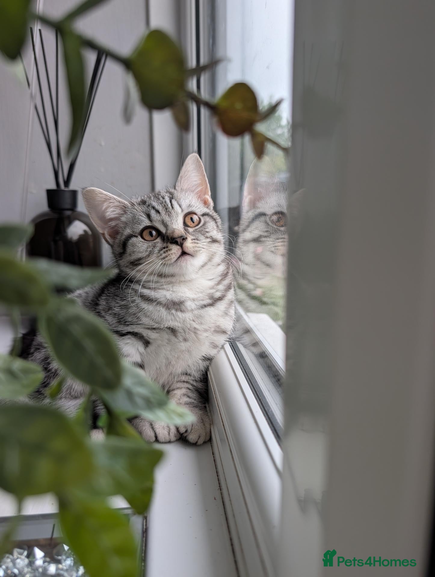 Scottish Fold cats 🩵🩷Scottish fold babies ready to leave now🩷🩵 - Advert 1