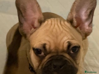 French Bulldog dogs READY NOW🐾 2 beautiful girls left - Advert 4