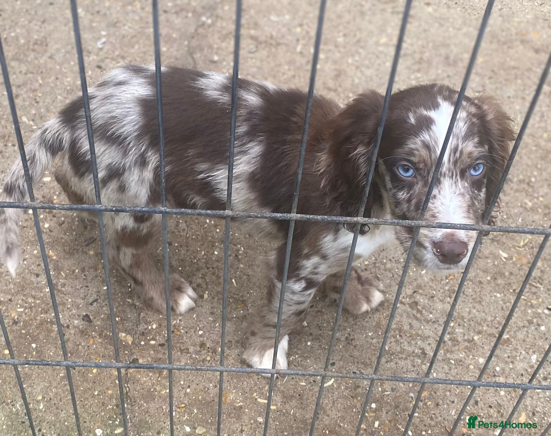 Mixed Breed dogs One beautiful boy working Cocker spaniel’s - Advert 3