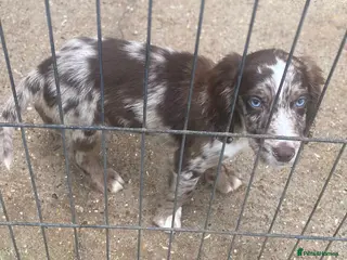 Mixed Breed dogs One beautiful boy working Cocker spaniel’s - Advert 7