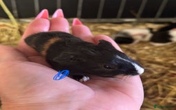 Guinea Pig rodents for sale: Gorgeous baby Guineapigs  - Image 3