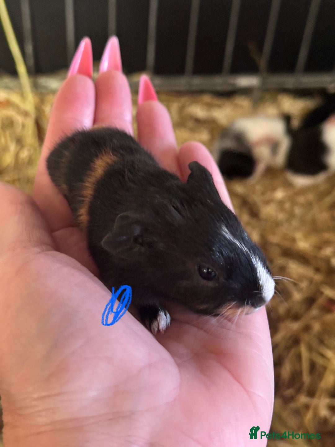 Guinea Pig rodents for sale: Gorgeous baby Guineapigs  - Image 3