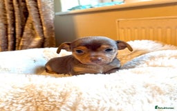 Jack Russell dogs for sale: Stunning Much Wenlock puppies  - Image 10