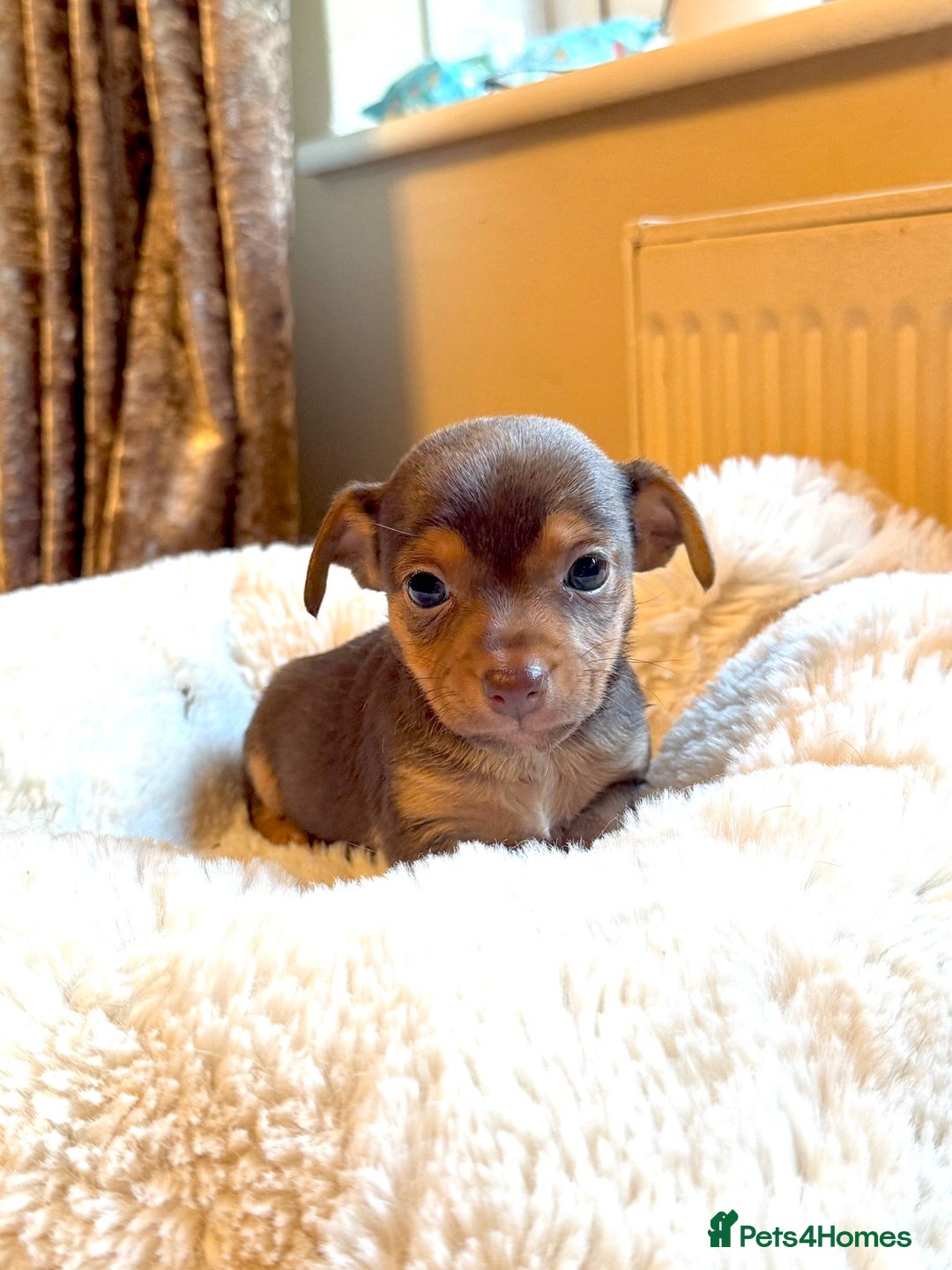 Jack Russell dogs for sale: Stunning Much Wenlock puppies  - Image 10