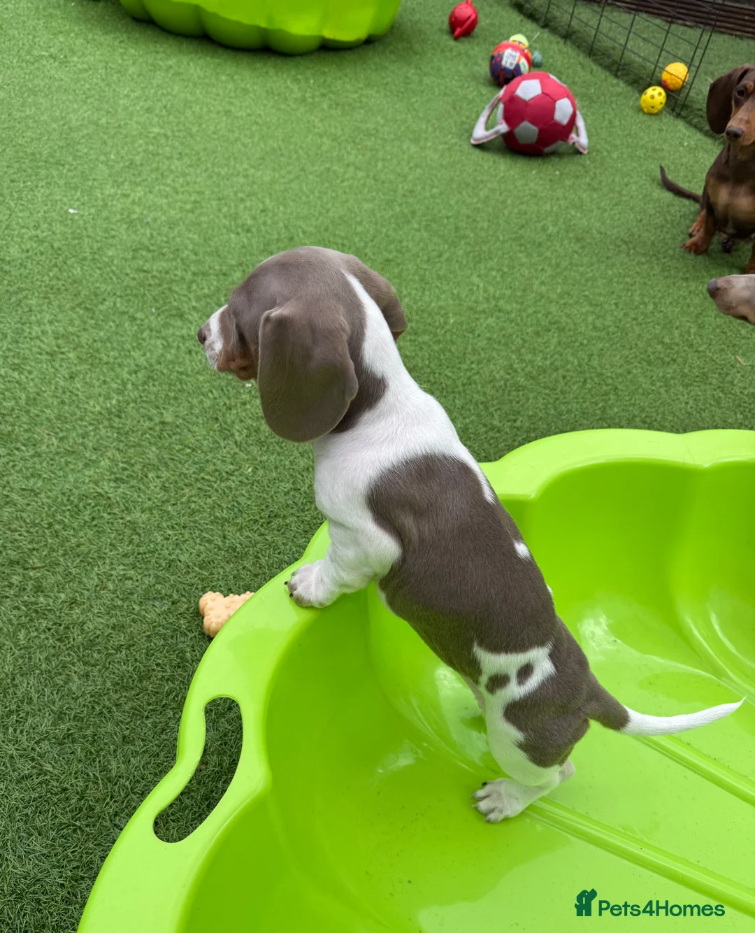 Dachshund dogs for sale: Dachshund puppy - Advert 5