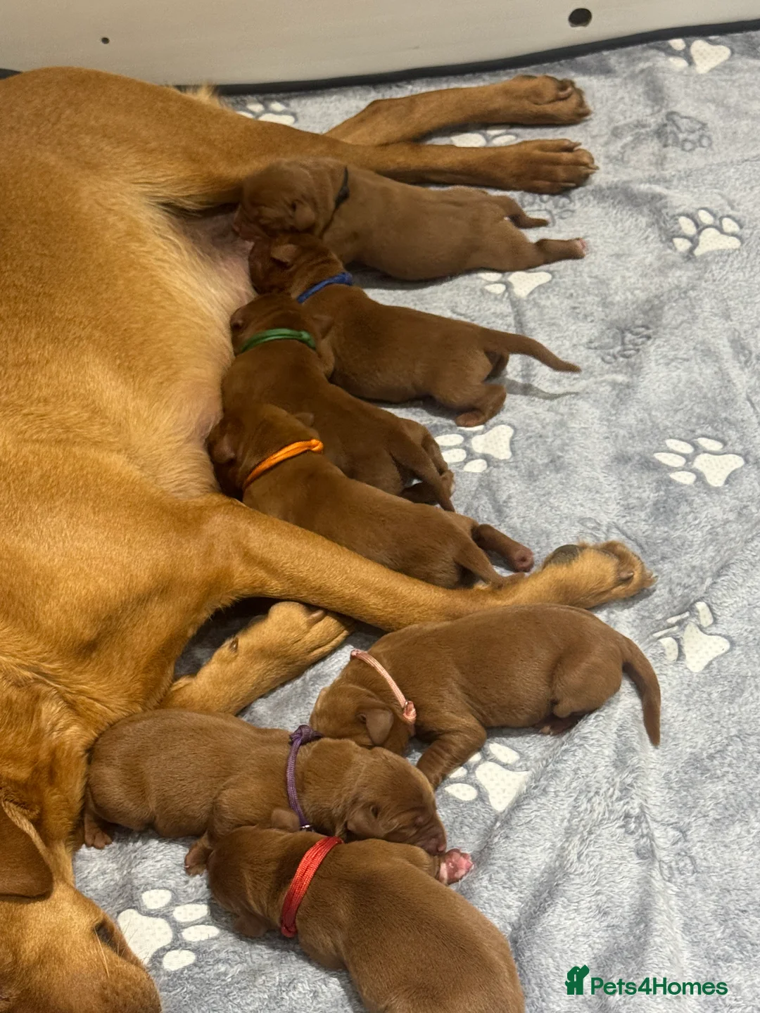 Labrador Retriever dogs for sale: AGLABS Pennyroyal tea x AGLABS In your honour - Advert 1
