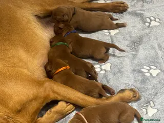 Labrador Retriever dogs AGLABS Pennyroyal tea x AGLABS In your honour - Advert 1