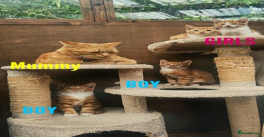 Mixed Breed cats - Advert 15