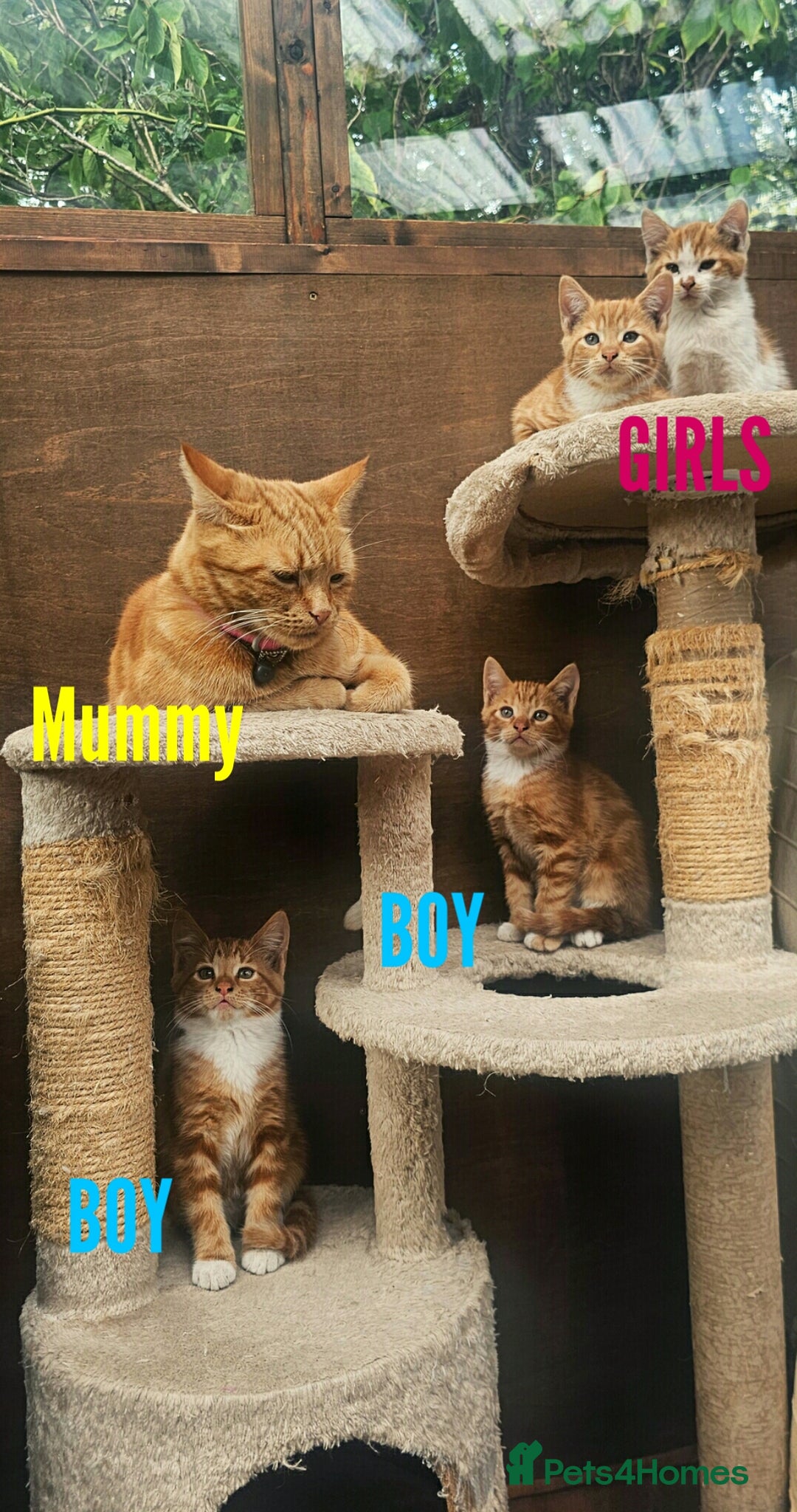 Mixed Breed cats for sale: 4 Ginger Kittens READY FOR A NEW HOME/WEST DRAYTO - Image 3