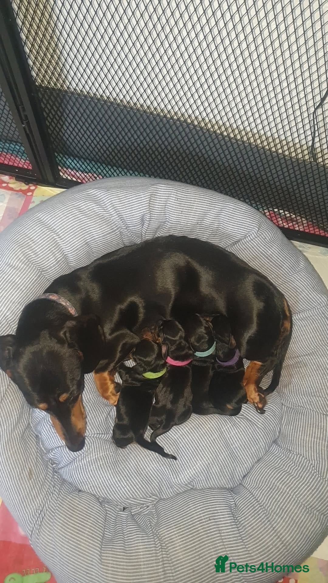 Dachshund dogs Miniature dachshunds - Advert 12