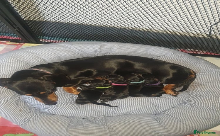 Dachshund dogs Miniature dachshunds - Advert 7