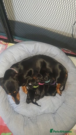 Dachshund dogs Miniature dachshunds - Advert 1