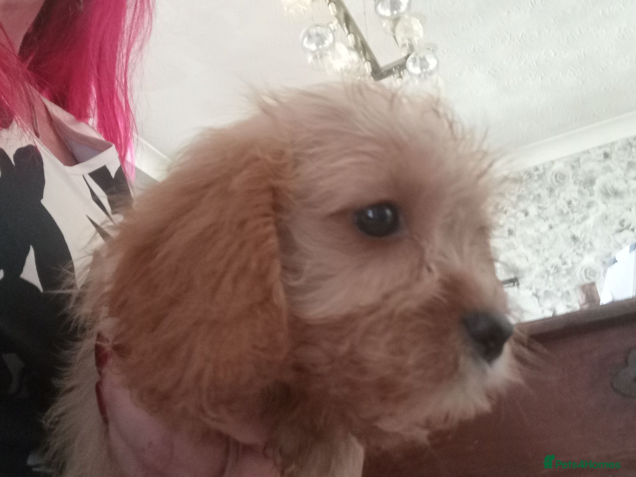 Cavapoo dogs A BEAUTIFUL LITTER OF CAVAPOO BABIES - Advert 1