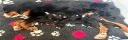 Bernese Mountain Dog dogs for sale: The Most beautiful babies Bernese. - Advert 5