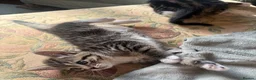 Mixed Breed cats for sale: Adorable kittens ready now in Chipping Norton - Advert 2