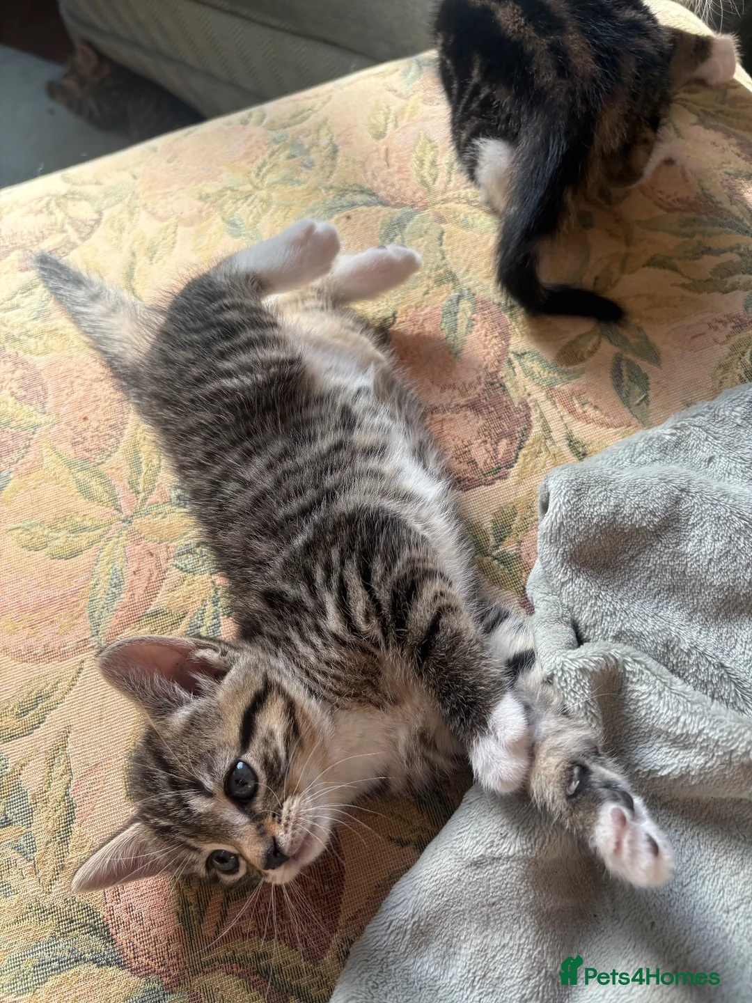 Mixed Breed cats for sale: Adorable kittens ready now in Chipping Norton - Advert 2