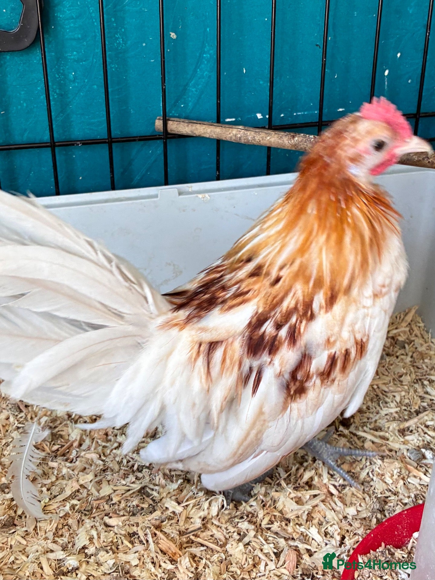 Chickens poultry 2 x Red Pyle Dutch Bantam - Advert 2
