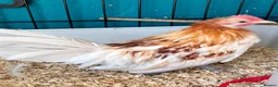 Chickens poultry for sale: 2 x Red Pyle Dutch Bantam in Spalding - Advert 1