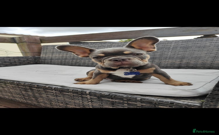 French Bulldog dogs in Redditch - Advert 4