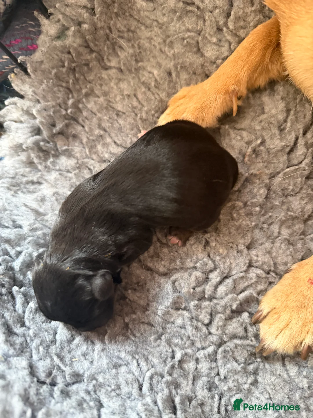 Jack Russell dogs for sale: 4 Quality pure Jack Russell puppies.   in Worcester - Advert 2