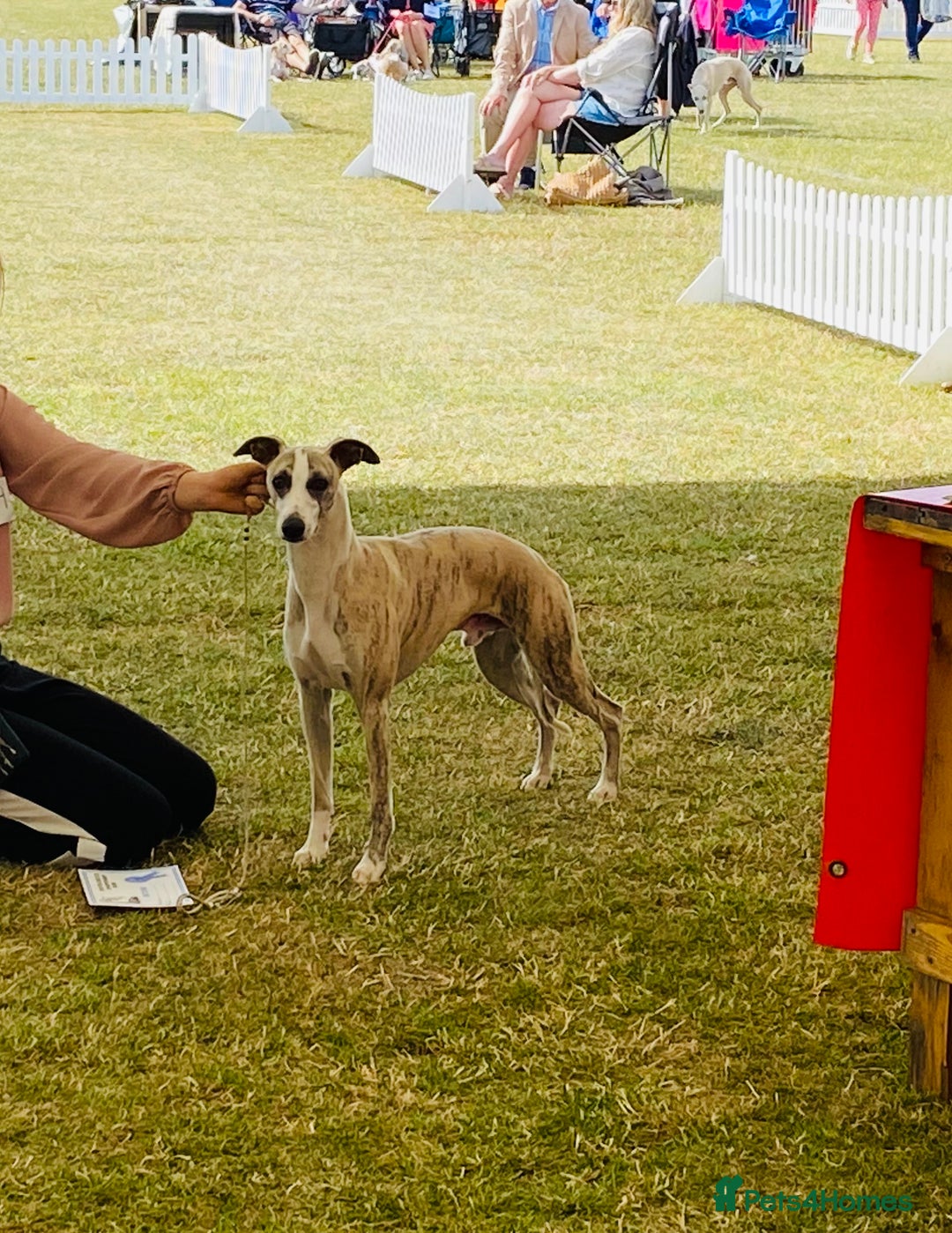 Whippet dogs for stud: Quality Whippet For Stud  - Advert 4