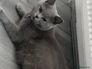 British Shorthair cats British Shorthair kittens - Advert 1