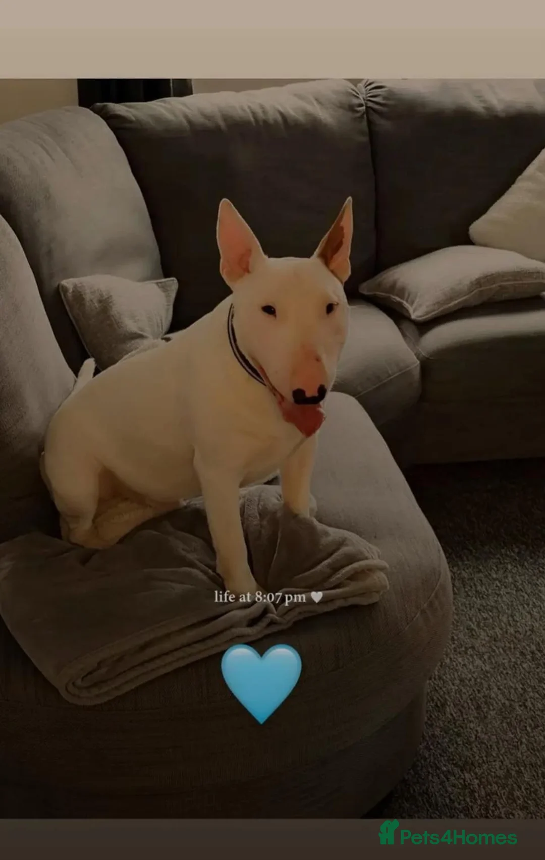 Bull Terrier dogs for sale: Clyde a male English bull terrier  in Bedford - Advert 1