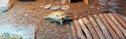Tortoise reptiles for sale: Sheldon – Russian/Horsfield's Tortoise - Advert 4