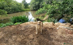 Labrador Retriever dogs for sale: Gorgeous red and golden Labrador puppies  - Image 14