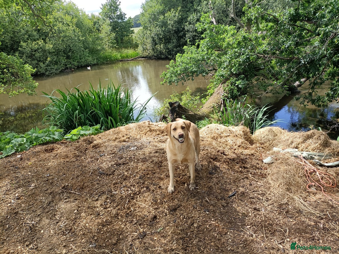 Labrador Retriever dogs for sale: Gorgeous red and golden Labrador puppies  - Image 14