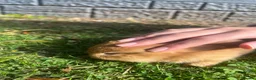 Netherland Dwarf rabbits for sale: 5 Netherland Dwarfs Baby Rabbits (3 weeks old)  in Birmingham - Advert 9