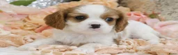 Cavalier King Charles Spaniel dogs for sale: HEALTH TESTED KC Cavalier King Charles Spaniels - Advert 11