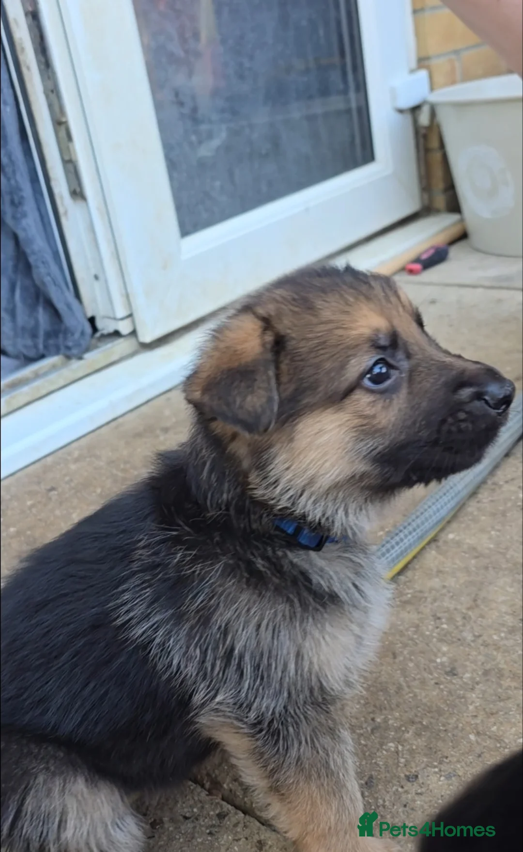 German Shepherd dogs for sale: German Shephard puppies - Advert 15