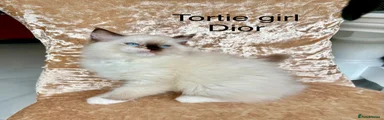 Ragdoll 3
