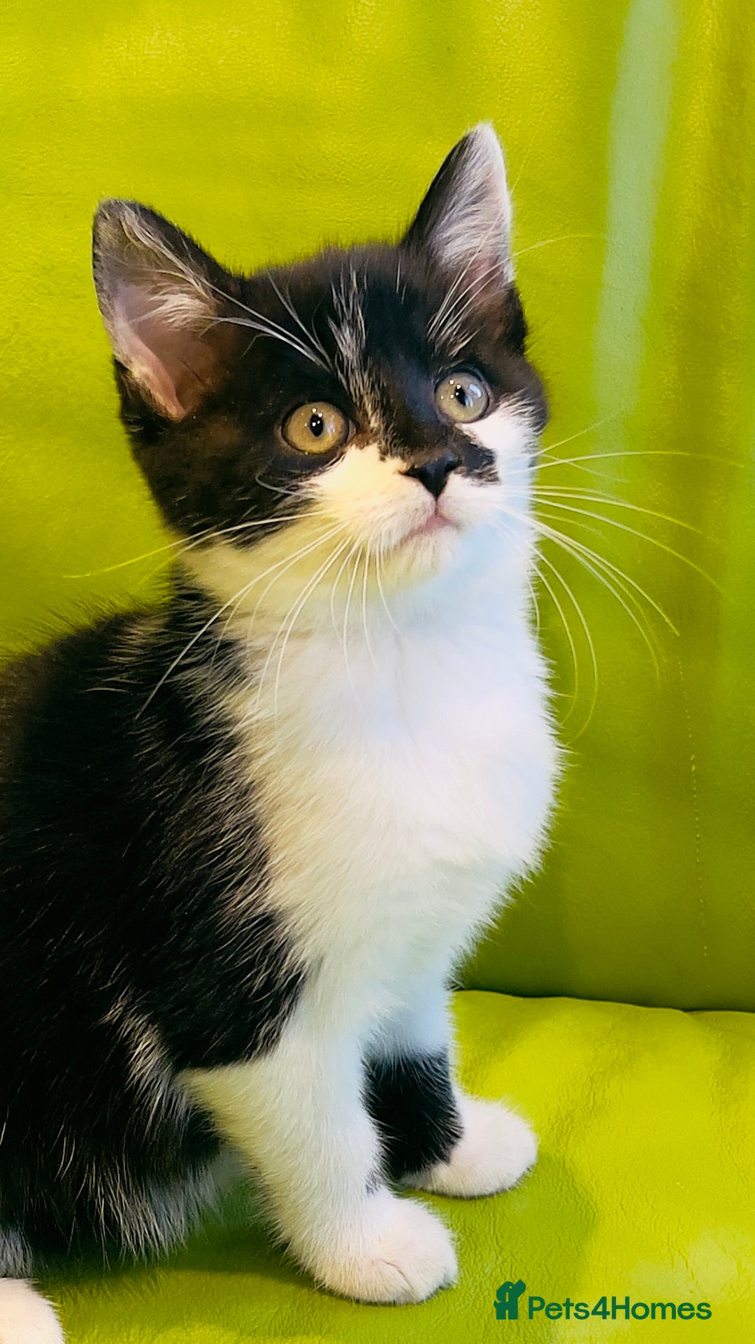 Mixed Breed cats for sale: Wonderful ,healthy clever village Kittens for sale - Advert 23