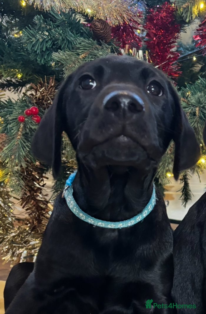 Labrador Retriever dogs Fully Health Tested Outstanding KC Reg Puppies - Advert 3