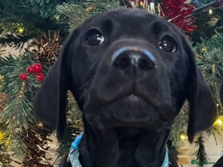 Labrador Retriever dogs Fully Health Tested Outstanding KC Reg Puppies - Advert 3