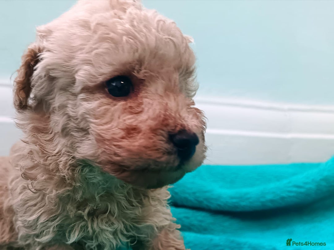 Toy Poodle dogs for sale: toy poodles from k.c.registered DNA tested parents - Image 16
